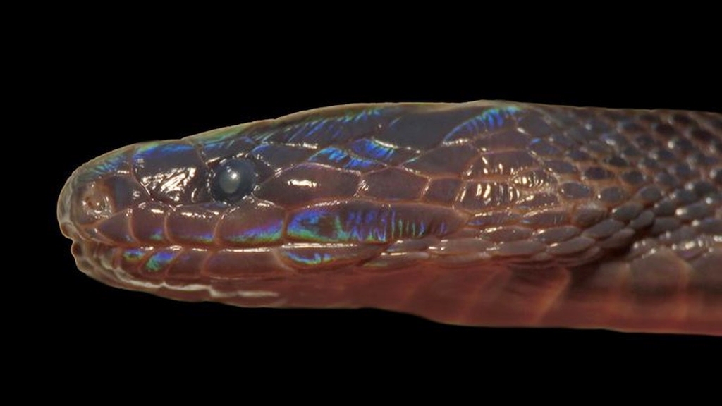 Fotó:Copeia