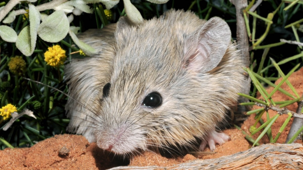 Forrás: Australian Wildlife Conservancy