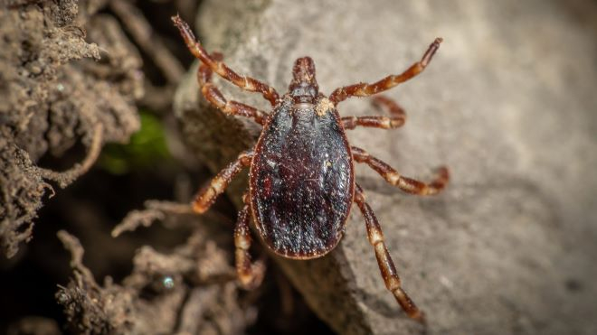 Hyalomma marginatum/ Forrás: Inaturalist