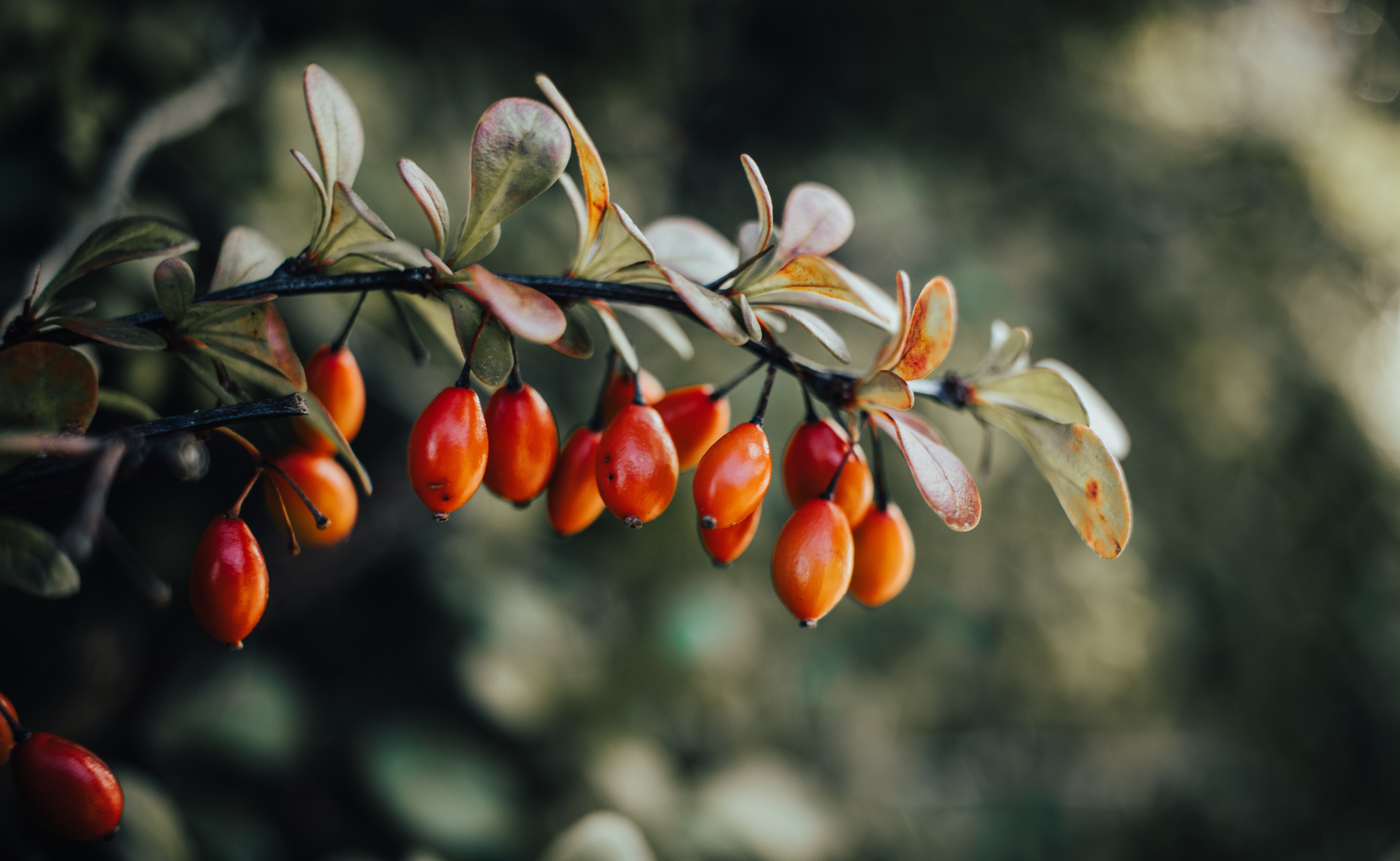 unsplash.com/Ľuboš Felčík 