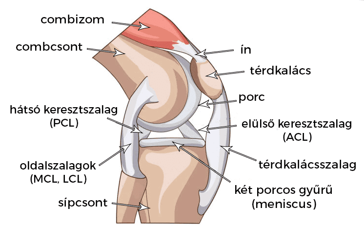 A térd anatómiája