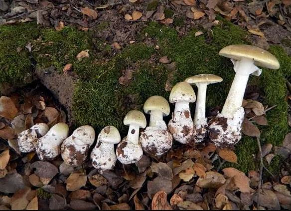  www.MushroomObserver.org