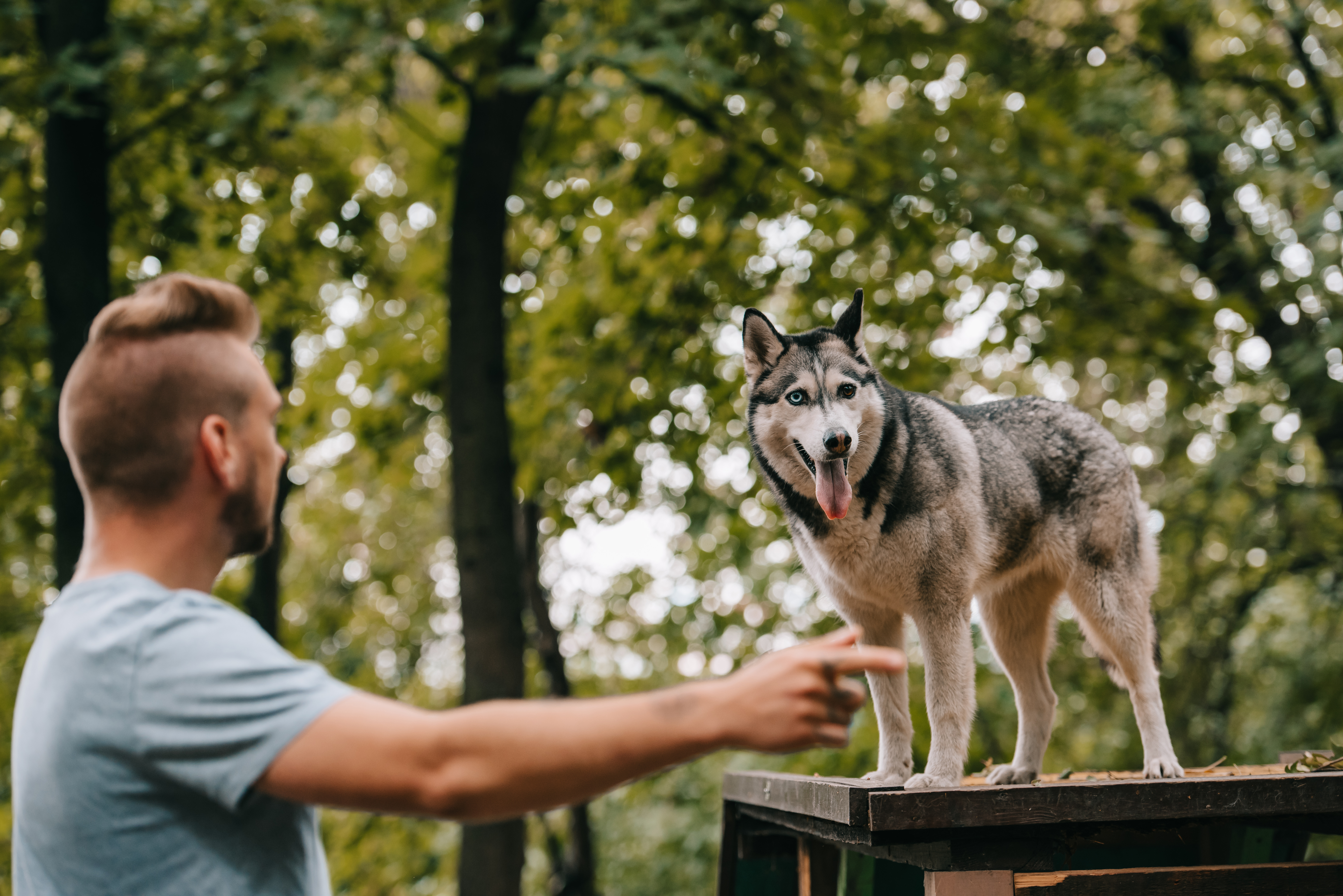 Envato Elements